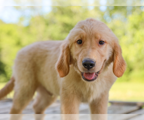 Medium Photo #1 Golden Retriever Puppy For Sale in LIBERTY, KY, USA