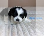 Puppy Russ Maltipoo-Shih Tzu Mix