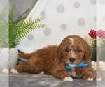 Small #4 Goldendoodle (Miniature)