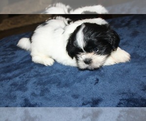 Shih Tzu Puppy for sale in THAYER, KS, USA