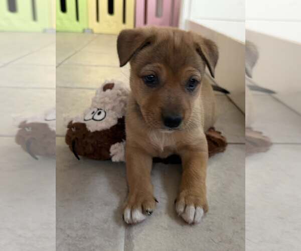 Medium Photo #2 Mutt Puppy For Sale in Cave Creek, AZ, USA