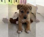 Small #1 Mutt