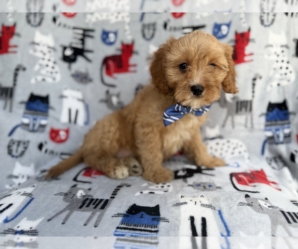 Medium Photo #5 Cavapoo (Miniature) Puppy For Sale in LAKELAND, FL, USA