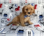 Small #4 Cavapoo (Miniature)
