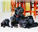 Small GIANT SCHNAUZER  Mix