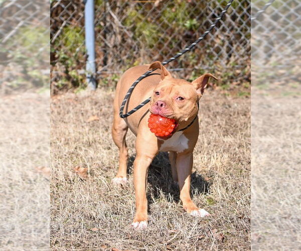 Medium Photo #7 Mutt Puppy For Sale in Glen Allen, VA, USA