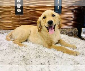 Golden Retriever Puppy for sale in LAWRENCE, KS, USA