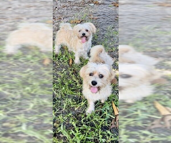Medium Photo #5 Shih Tzu Puppy For Sale in Weston, FL, USA