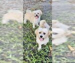 Small #4 Shih Tzu