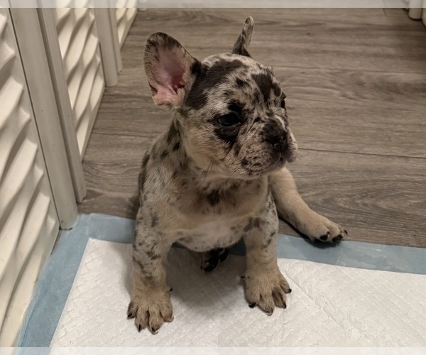 Medium Photo #1 French Bulldog Puppy For Sale in BURLINGAME, CA, USA