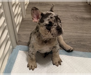 French Bulldog Puppy for Sale in BURLINGAME, California USA