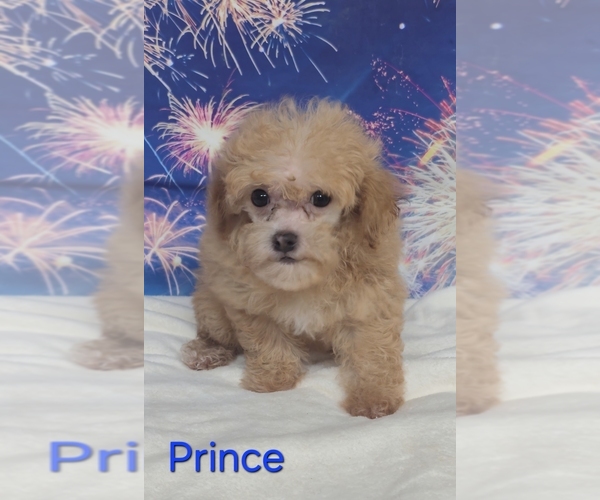 Medium Photo #1 Poodle (Toy) Puppy For Sale in AZLE, TX, USA