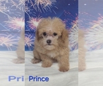 Image preview for Ad Listing. Nickname: Prince