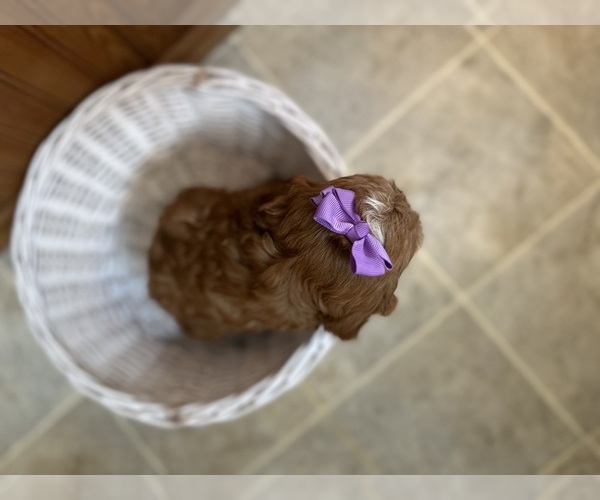 Medium Photo #3 Cavapoo (Miniature) Puppy For Sale in GREENWOOD, WI, USA