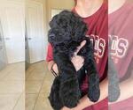 Small Photo #1 Double Doodle Puppy For Sale in CYPRESS, TX, USA