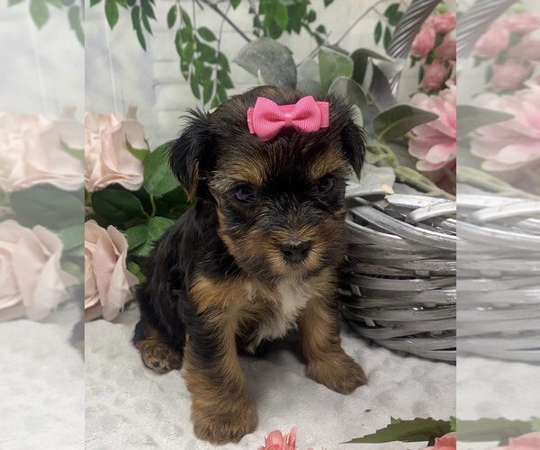 Medium Photo #7 Shorkie Tzu Puppy For Sale in SELLERSBURG, IN, USA