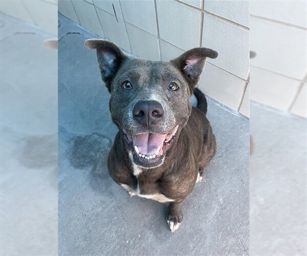 Medium Photo #1 American Pit Bull Terrier-Unknown Mix Puppy For Sale in Corpus Christi, TX, USA