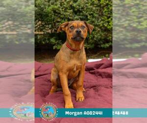 Bulldog-Unknown Mix Dogs for adoption in Mobile, AL, USA