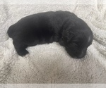 Small Photo #7 Australian Shepherd Puppy For Sale in YADKINVILLE, NC, USA
