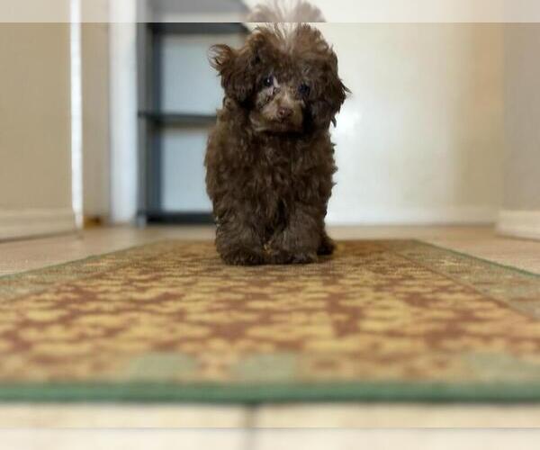 Medium Photo #8 Poodle (Toy) Puppy For Sale in TUCSON, AZ, USA