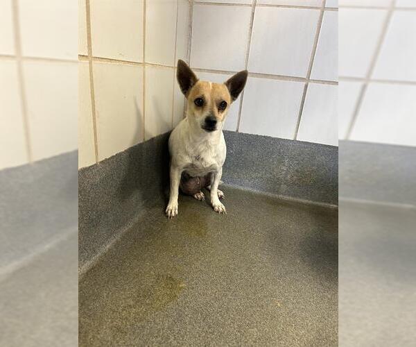 Medium Photo #1 Mutt Puppy For Sale in San Antonio, TX, USA