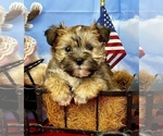 Small #2 Morkie