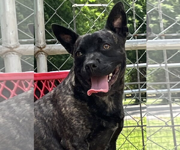 Medium Photo #3 Mutt Puppy For Sale in Crandall, GA, USA