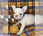 Small #7 Faux Frenchbo Bulldog