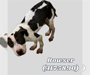 Medium American Pit Bull Terrier