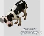 Small American Pit Bull Terrier