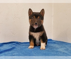 Shiba Inu Puppy for sale in CLARK, MO, USA