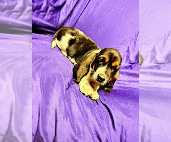 Medium Photo #2 Basset Hound Puppy For Sale in SALEM, WV, USA