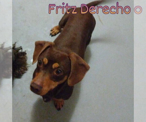 Medium Photo #12 Dachshund Puppy For Sale in San Antonio, TX, USA