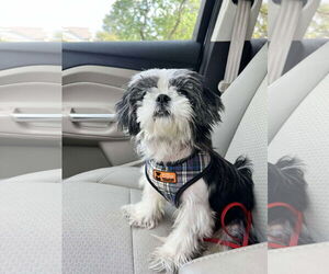 Shih Tzu Dogs for adoption in Kankakee, IL, USA