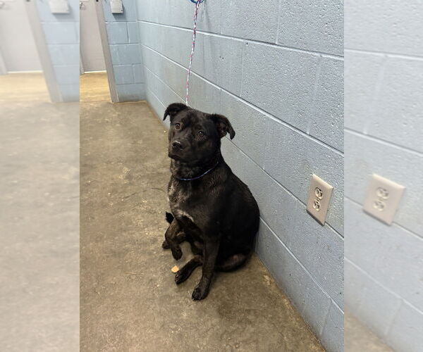 Medium Photo #5 Labrador Retriever-Unknown Mix Puppy For Sale in Evansville, IN, USA