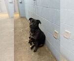 Small #4 Labrador Retriever Mix