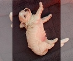 Small Photo #6 Maltipoo Puppy For Sale in LABELLE, FL, USA