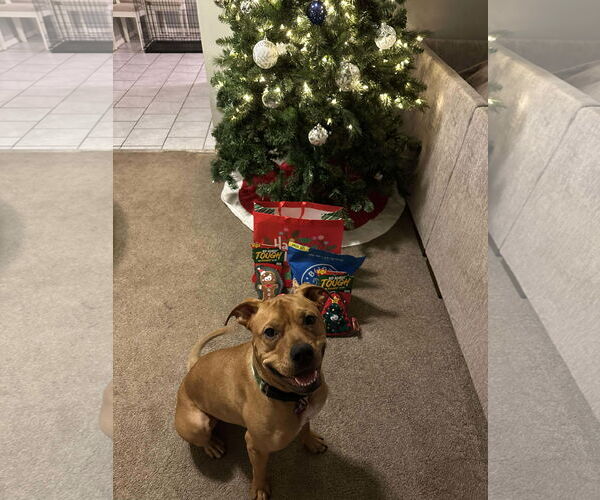 Medium Photo #7 Labrador Retriever-Unknown Mix Puppy For Sale in Minneapolis, MN, USA