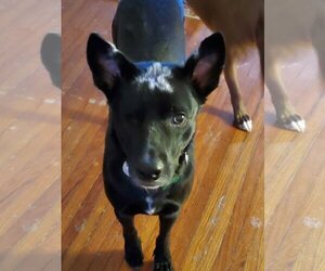 Charcoal - Male Mutt Dog for Adoption - Photo #3