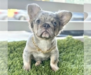 French Bulldog Puppy for sale in SAN ANTONIO, TX, USA