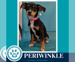 Small #1 Chiweenie