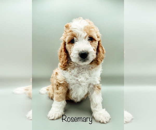 Medium Photo #2 Miniature Bernedoodle Puppy For Sale in CHEYENNE, WY, USA