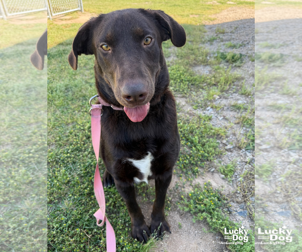 Medium Photo #3 Labrador Retriever-Retriever  Mix Puppy For Sale in Washington, DC, USA