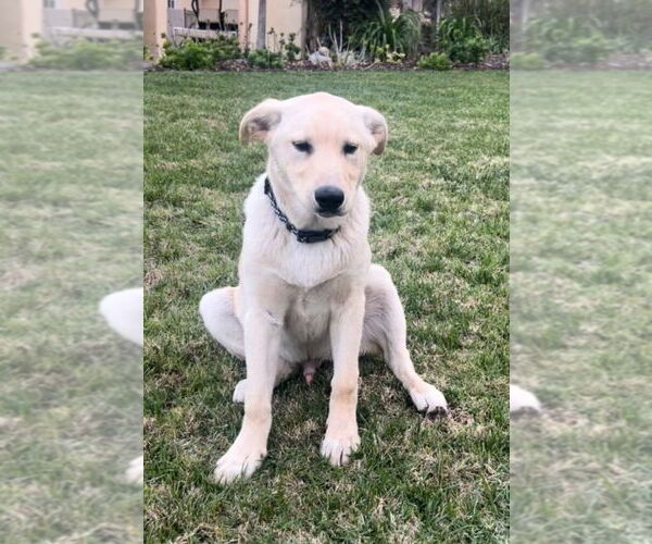 Medium Photo #1 Labrador Retriever-Unknown Mix Puppy For Sale in Dana Point, CA, USA