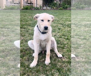 Labrador Retriever-Unknown Mix Dogs for adoption in Dana Point, CA, USA