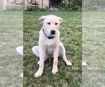 Small Labrador Retriever Mix