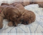 Small Photo #1 Golden Irish-Golden Retriever Mix Puppy For Sale in EUREKA, IL, USA