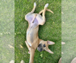 Small Photo #5 German Shepherd Dog-Unknown Mix Puppy For Sale in Polson, MT, USA