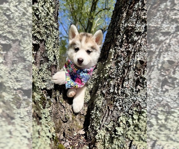 Medium Photo #15 Pomsky Puppy For Sale in VENUS, PA, USA