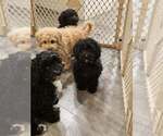 Puppy Puppy 2 Cavapoo (Miniature)